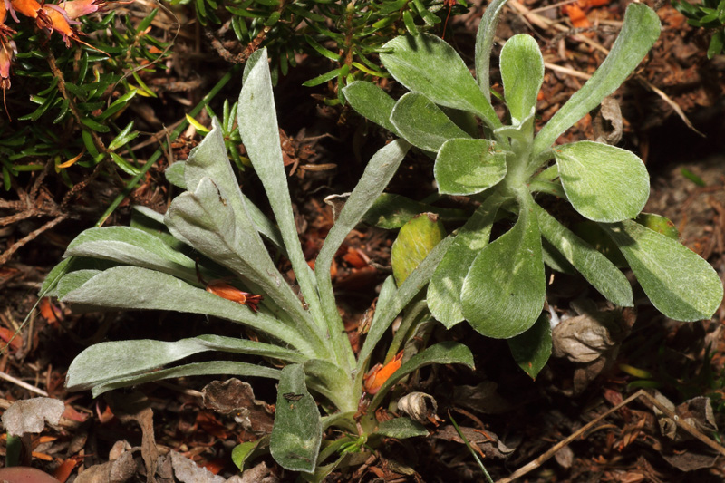 Antennaria dioica vs Antennaria carpatica